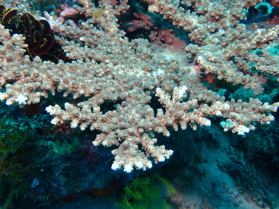 Branch Coral - Acropora florida  Acropora florida,Anilao,Batangas,Branch Coral,Coral,Philippines