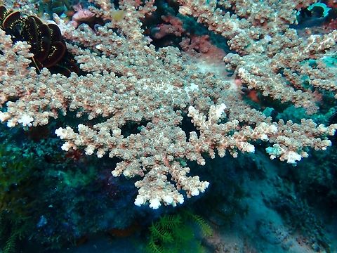 Branch Coral - Acropora florida Acropora florida,Anilao,Batangas,Branch Coral,Coral,Philippines