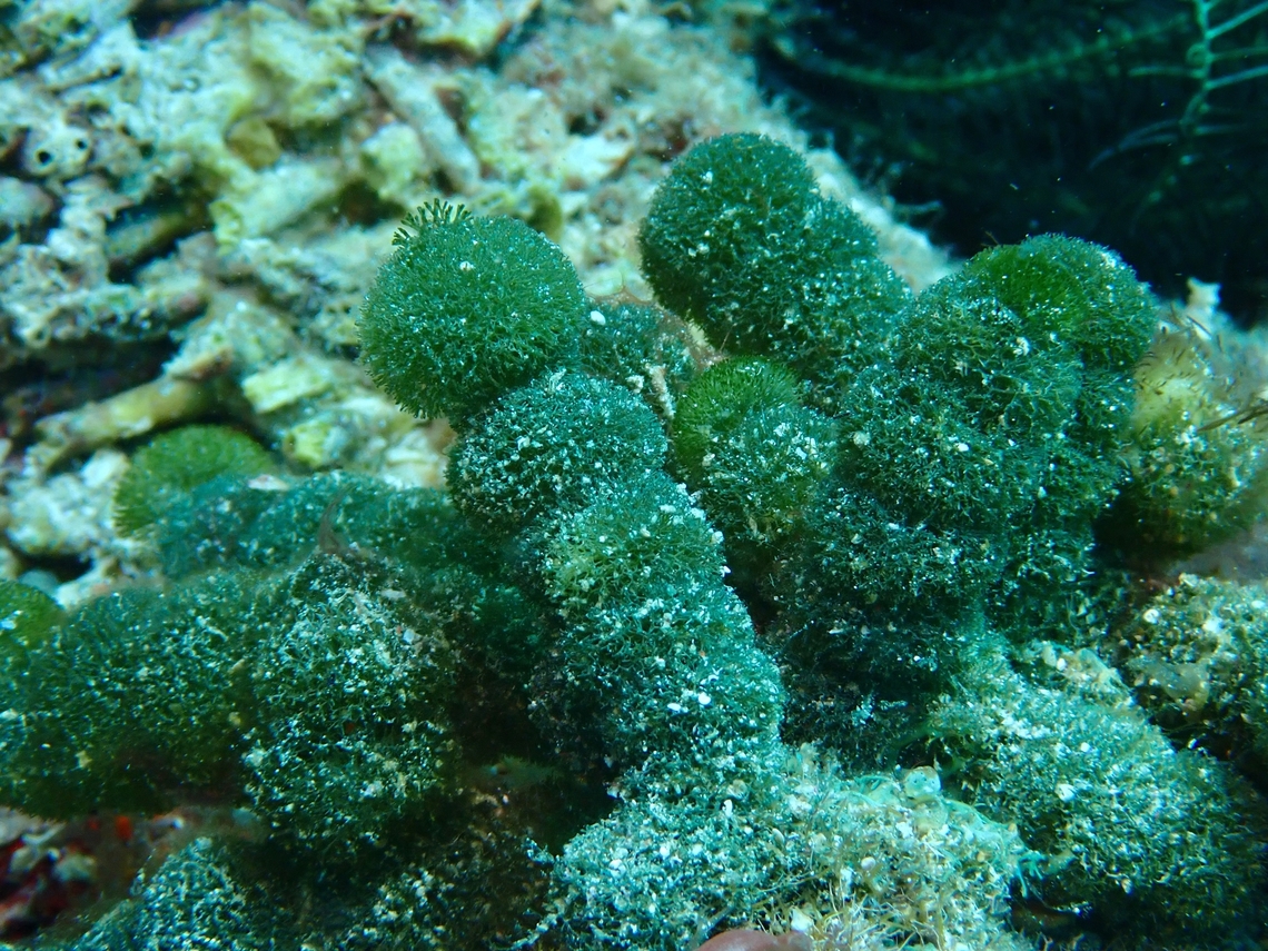 Green Spongeball Chain - Tydemania expeditionis  Algae,Anilao,Batangas,Green Spongeball Chain,Philippines,Tydemania expeditionis
