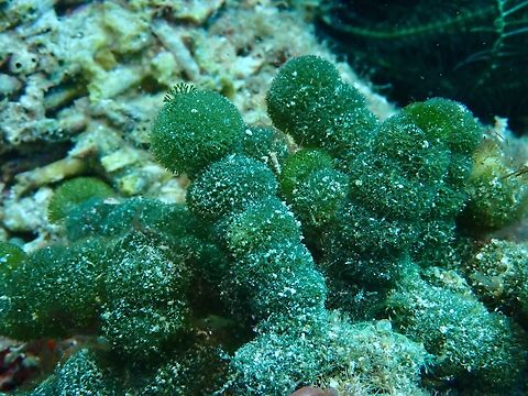 Green Spongeball Chain - Tydemania expeditionis  Algae,Anilao,Batangas,Green Spongeball Chain,Philippines,Tydemania expeditionis