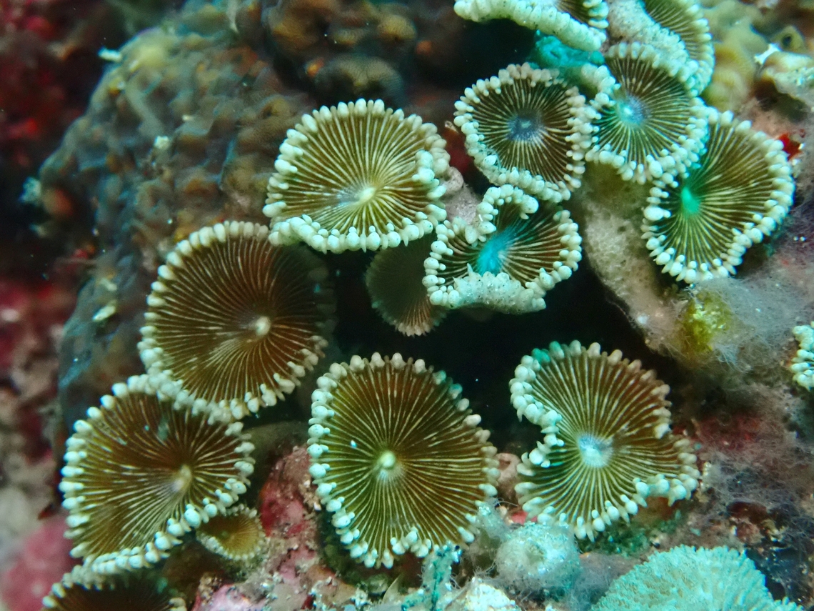 Sunday Zoanthid - Palythoa heliodiscus  Anilao,Batangas,Palythoa heliodiscus,Philippines,Sunray Zoanthid