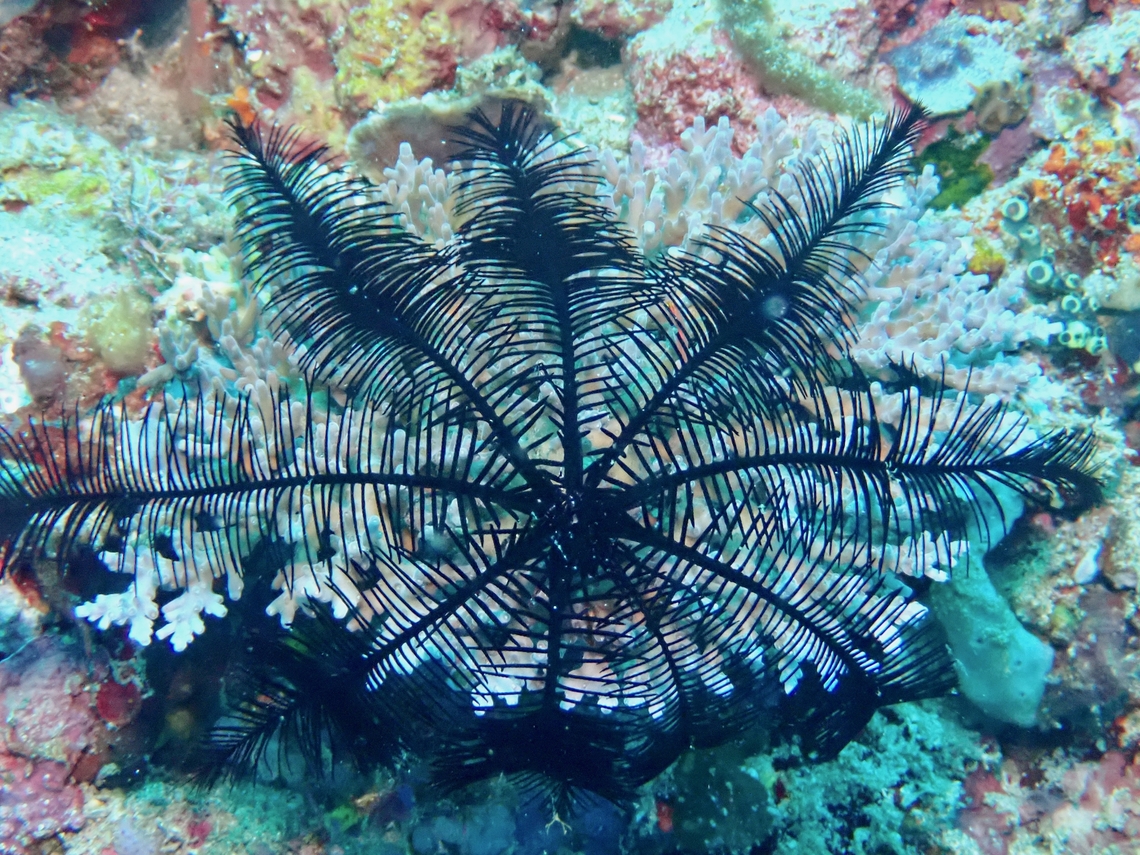Spines Feather Star - Colobometra perspinosa  Anilao,Batangas,Colobometra perspinosa,Feather Star,Philippines,Spinose Feather Star