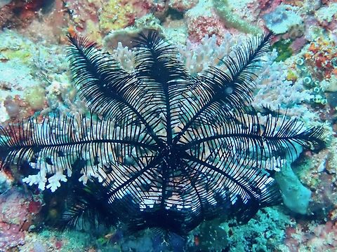 Spines Feather Star - Colobometra perspinosa Anilao,Batangas,Colobometra perspinosa,Feather Star,Philippines,Spinose Feather Star