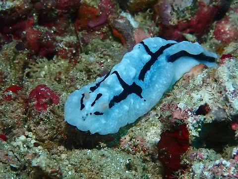 Shireen's Phyllidiopsis - Phyllidiopsis shireenae  Anilao,Batangas,Nudibranch,Philippines,Phyllidiopsis shireenae,Sea Slug,Shireen's Phyllidiopsis