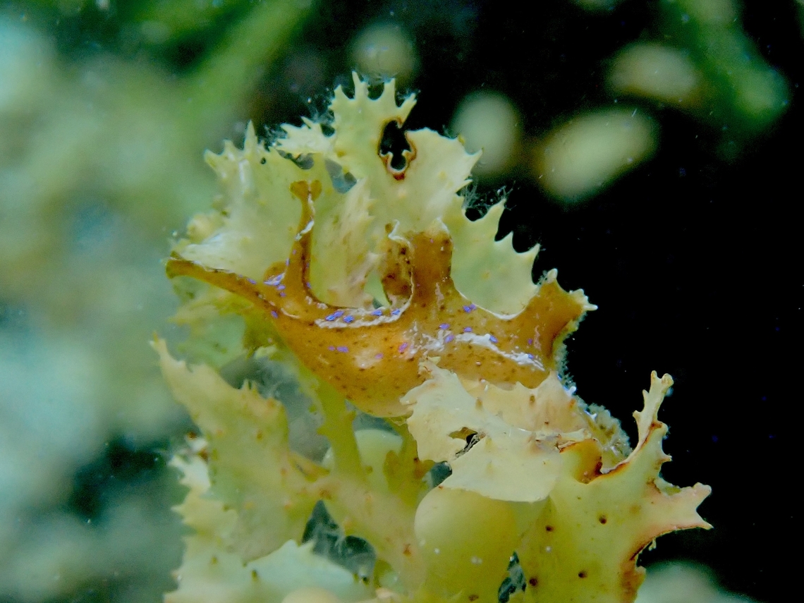 Nudibranch - Scyllaea fulva  Anilao,Batangas,Nudibranch,Philippines,Scyllaea fulva