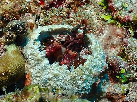 Mantis Shrimp - Lysiosquillina lisa  Lisa's Mantis Shrimp,Lysiosquillina Lisa,Maldives,Mantis Shrimp,Shrimp