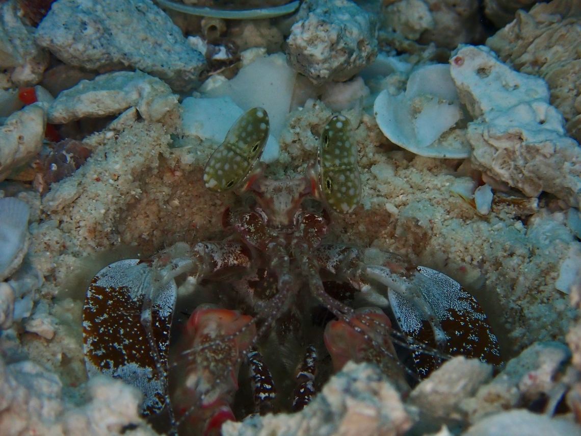 Mantis Shrimp - Lysiosquillina lisa  Lisa's Mantis Shrimp,Lysiosquillina Lisa,Mabul,Malaysia,Mantis Shrimp,Sabah,Shrimp