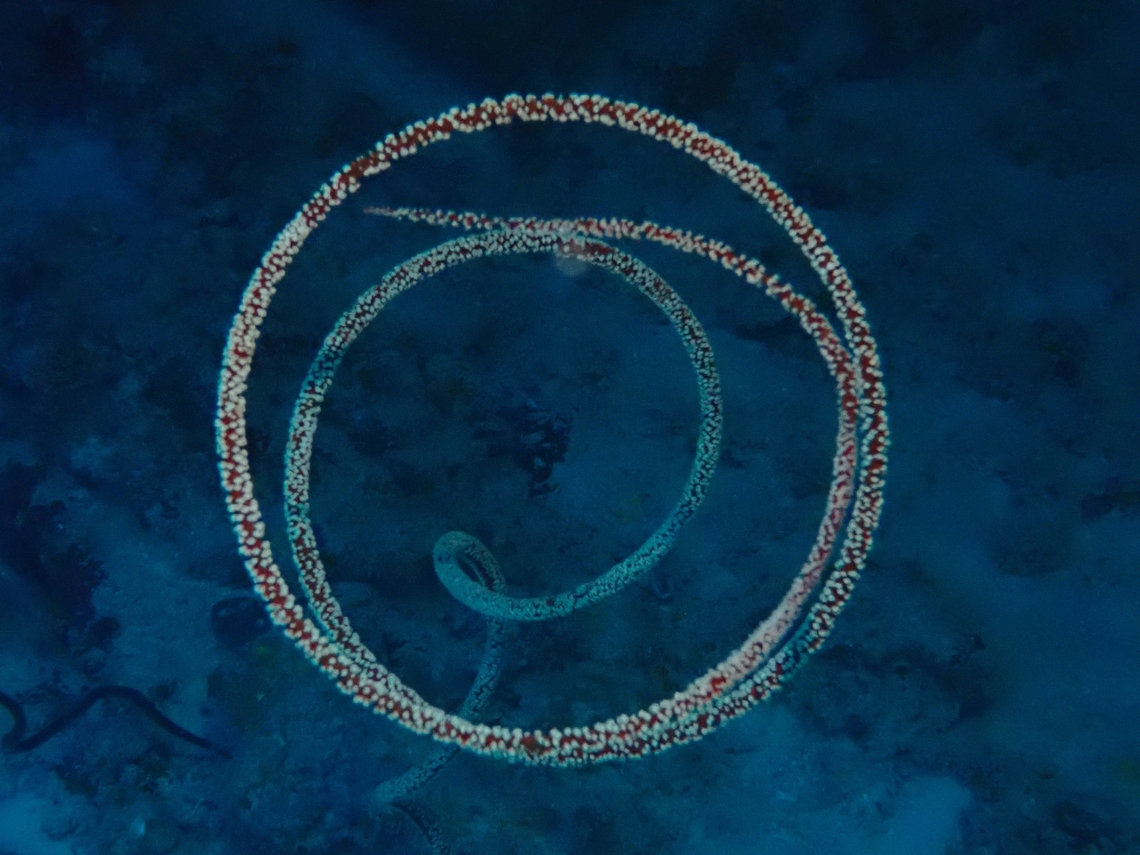 Wire Coral - Cirrhipathes rumphii  Cirrhipathes rumphii,Coral,Maldives,Wire Coral