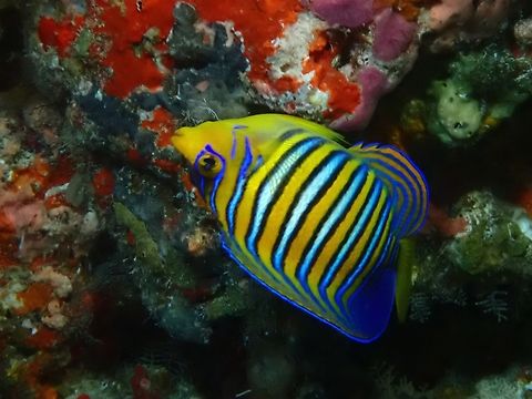 Regal Angelfish - Pygoplites diacanthus  Anglefish,Fish,Maldives,Pygoplites diacanthus,Regal Angelfish,Royal Angelfish