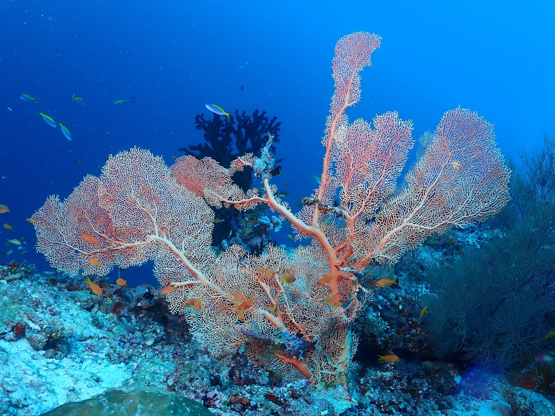 Giant Sea Fan - Annella mollis  Annella mollis,Giant Sea Fan,Maldives,Sea Fan
