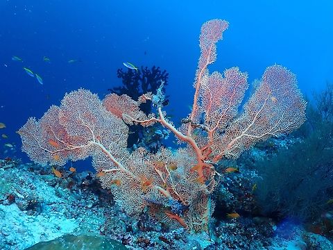 Giant Sea Fan - Annella mollis  Annella mollis,Giant Sea Fan,Maldives,Sea Fan