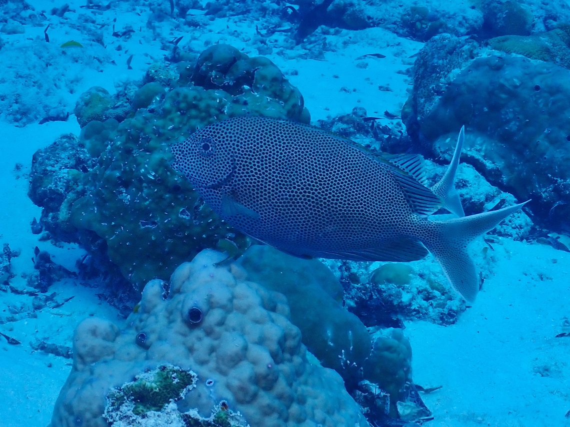 Spotted Rabbitfish - Siganus punctatus  Fish,Maldives,Rabbitfish,Siganus punctatus,Spotted Rabbitfish