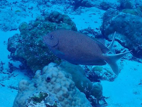 Spotted Rabbitfish - Siganus punctatus Fish,Maldives,Rabbitfish,Siganus punctatus,Spotted Rabbitfish