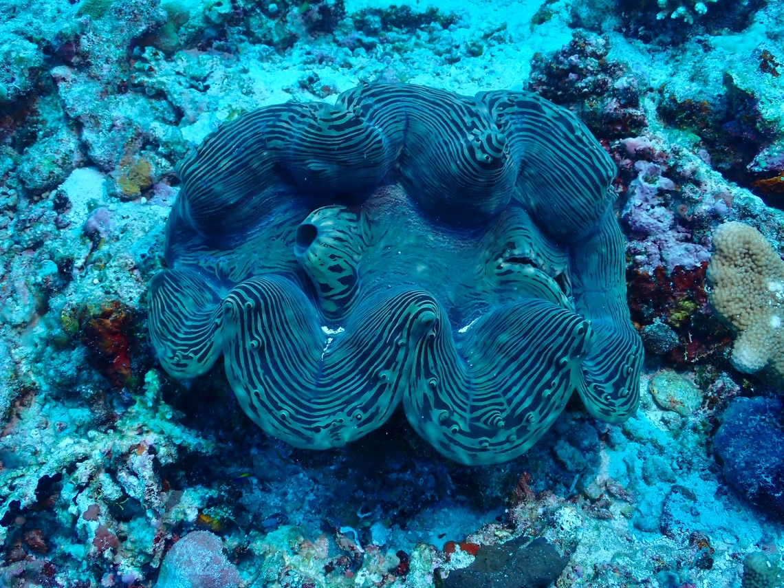 Fluted Giant Clam - Tridacna squamosa  Clam,Fluted Giant Clam,Giant Clam,Maldives,Tridacna squamosa
