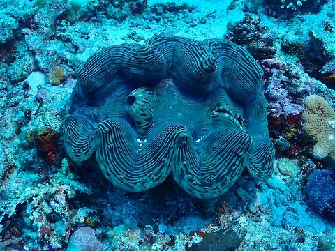 Fluted Giant Clam - Tridacna squamosa  Clam,Fluted Giant Clam,Giant Clam,Maldives,Tridacna squamosa
