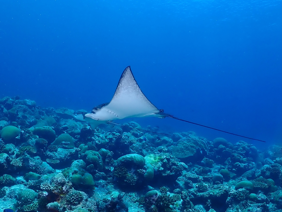 Whitesspotted Eagle Ray - Aetobatus ocellatus  Aetobatus ocellatus,Eagle Ray,Fish,Maldives,Ocellated Eagle Ray,Stingray