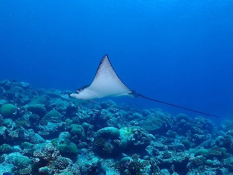 Whitesspotted Eagle Ray - Aetobatus ocellatus  Aetobatus ocellatus,Eagle Ray,Fish,Maldives,Ocellated Eagle Ray,Stingray