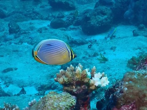Indian Redfin Butterflyfish - Chaetodon trifasciatus  Butterflyfish,Chaetodon trifasciatus,Fish,Indian Redfin Butterflyfish,Maldives,Melon Butterflyfish