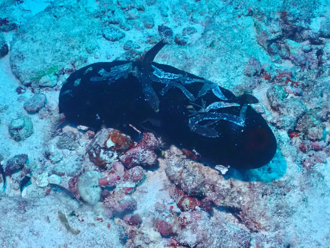 Sea Cucumber - Bohadschia atra  Bohadschia atra,Maldives,Sea Cucumber