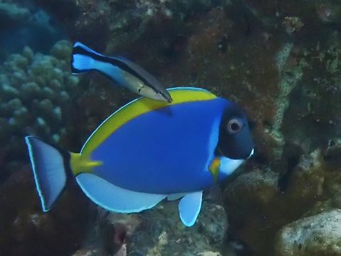Bluestreak Cleaner Wrasse - Labroides dimidiatus Observation on the smaller fish :D Bluestreak Cleaner Wrasse,Cleaner Wrasse,Fish,Labroides dimidiatus,Maldives,Wrasse