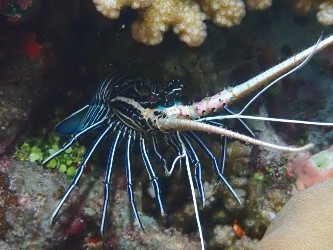 Painted Spiny Lobster - Panulirus versicolor  Lobster,Maldives,Painted Spiny Lobster,Panulirus versicolor,Spiny Lobster