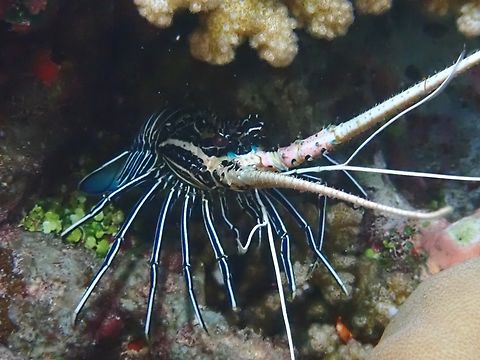 Painted Spiny Lobster - Panulirus versicolor  Lobster,Maldives,Painted Spiny Lobster,Panulirus versicolor,Spiny Lobster