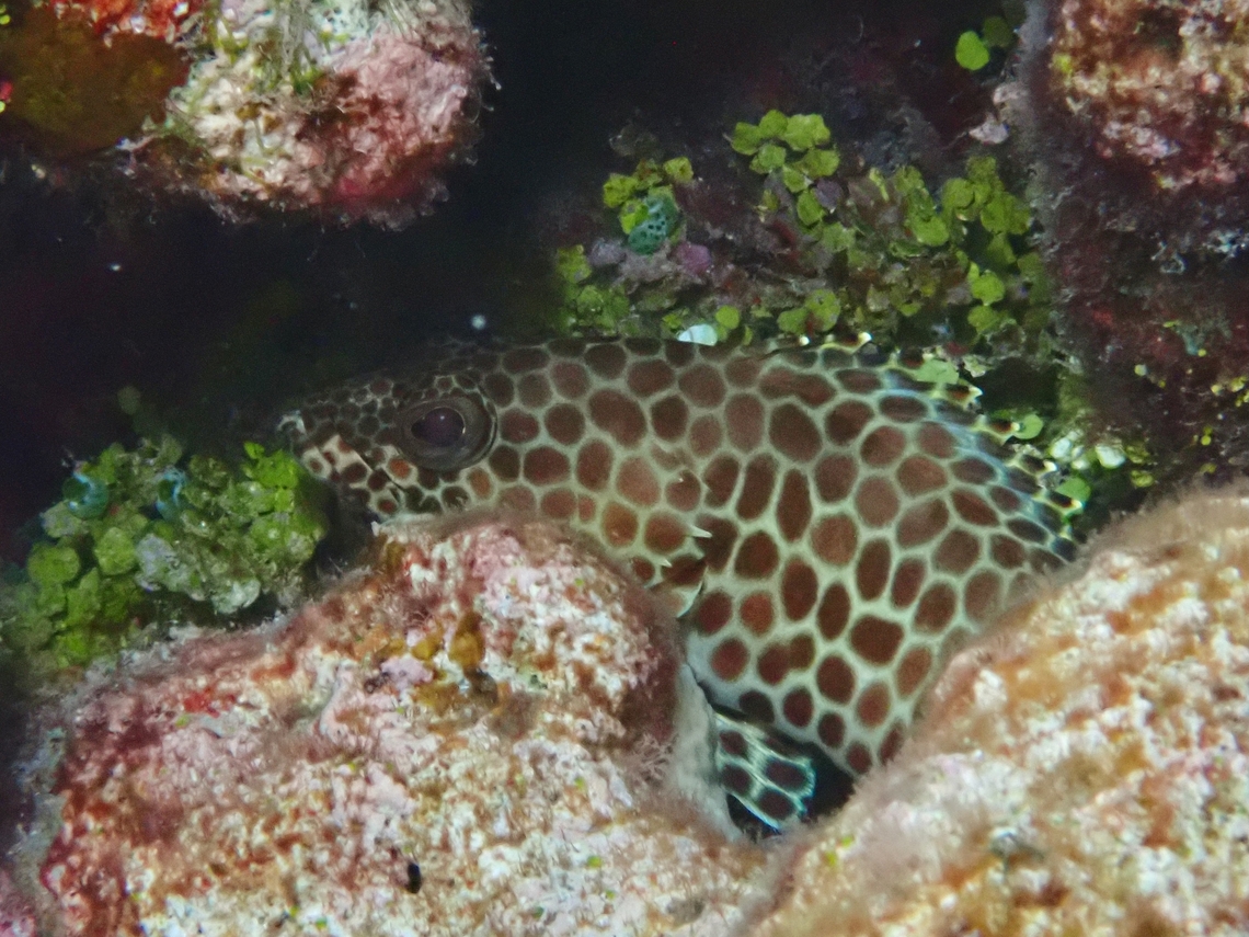 Honeycomb Grouper - Epinephelus merra  Epinephelus merra,Fish,Grouper,Honeycomb Grouper,Maldives