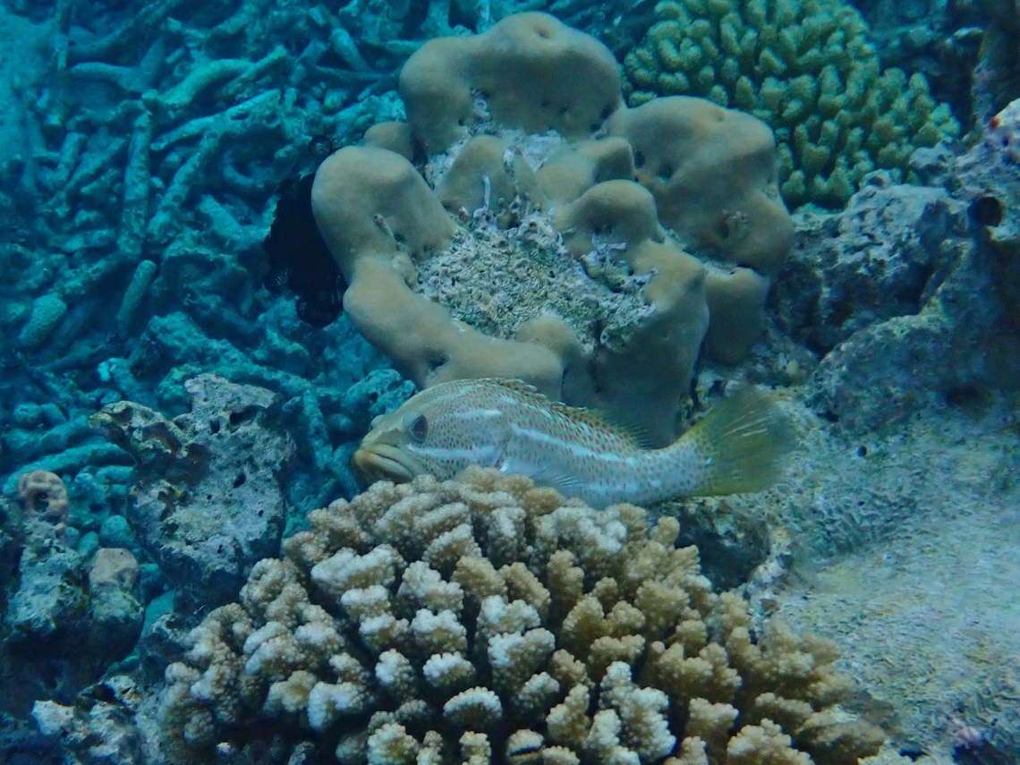 Slender Grouper - Anyperodon leucogrammicus  Anyperodon leucogrammicus,Fish,Grouper,Maldives,Slender Grouper