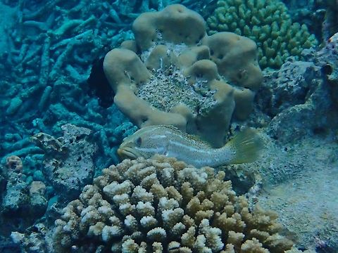 Slender Grouper - Anyperodon leucogrammicus  Anyperodon leucogrammicus,Fish,Grouper,Maldives,Slender Grouper