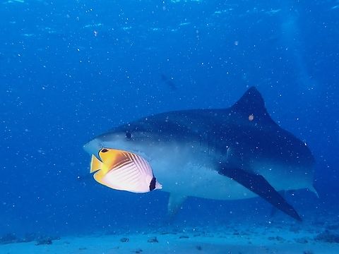 Threadfin Butterflyfish - Chaetodon auriga  Butterflyfish,Chaetodon auriga,Fish,Maldives,Threadfin Butterflyfish