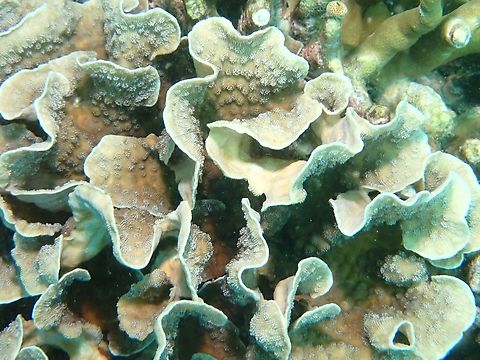 Stony Corals - Echinopora lamellosa  Anilao,Batangas,Corals,Echinopora lamellosa,Philippines,Stony Corals