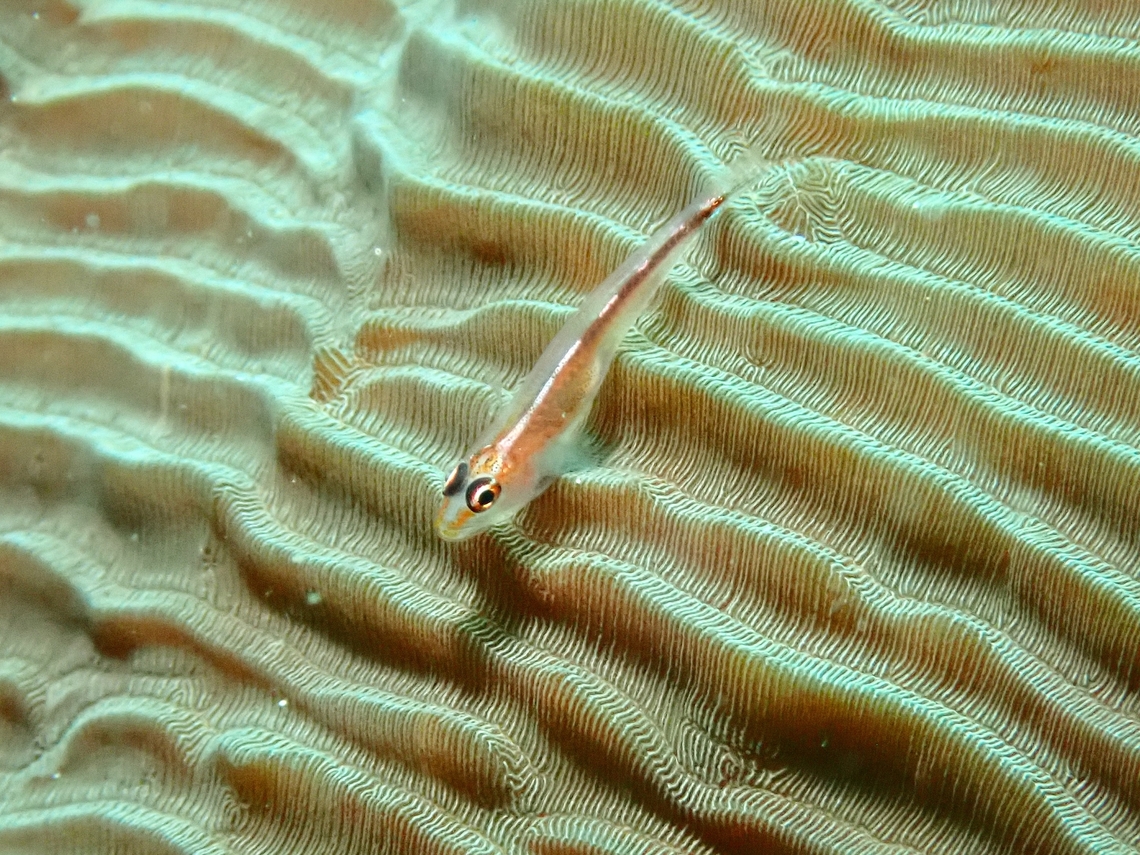 Stony Coral Ghostgoby - Pleurosicya micheli  Anilao,Batangas,Fish,Ghostgoby,Goby,Philippines,Pleurosicya micheli,Stony Coral Ghostgoby