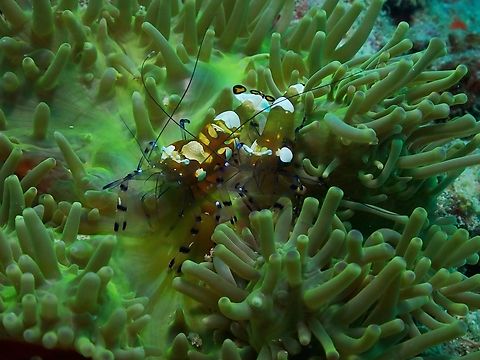 Peacock-Tail Anemone Shrimp - Ancylocaris brevicarpalis Updated scientific name : Ancylocaris brevicarpalis Ancylocaris brevicarpalis,Anemone Shrimp,Mabul,Malaysia,Peacock-tail Anemone Shrimp,Sabah,Shrimo