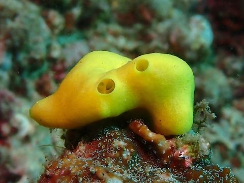 Lemon Sponge - Leucetta chagosensis  Anilao,Batangas,Lemon Sponge,Leucetta chagosensis,Philippines,Sea Sponge