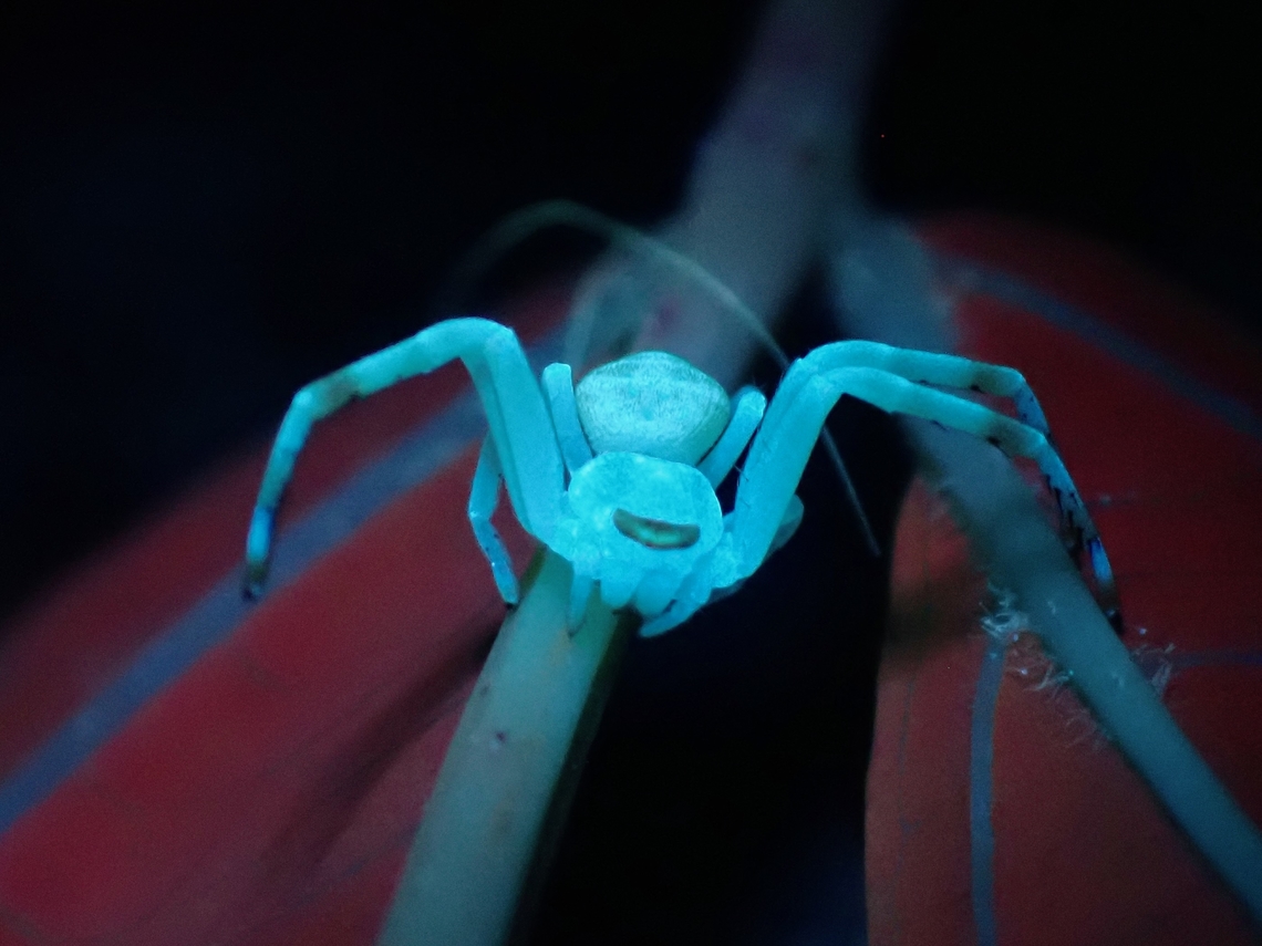 Blue Crab Crab Spider under UV lighting. Anilao,Batangas,Crab Spider,Mastira,Philippines,Spider,Ultra Violet Light