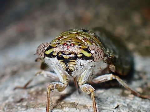 Cicada - Platypleura fulvigera  Anilao,Batangas,Cicada,Philippines,Platypleura fulvigera