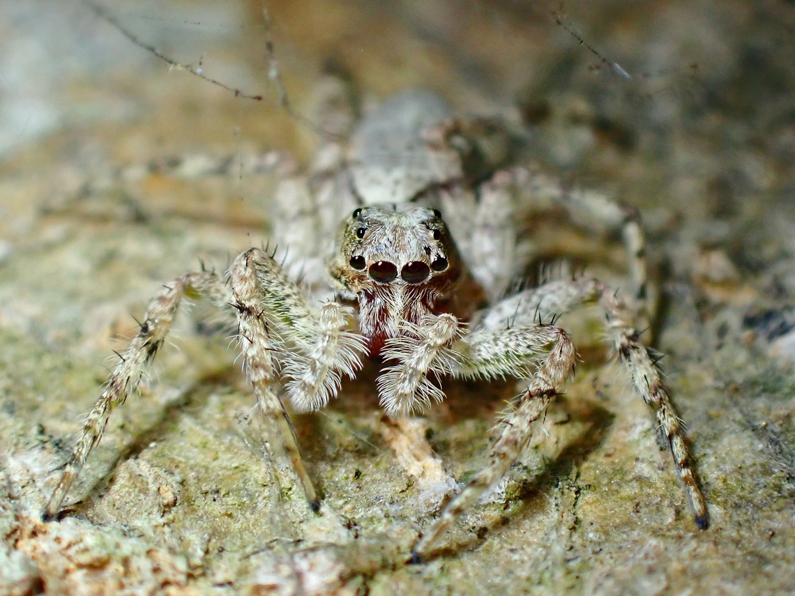 Jumping Spider - Phaeacius malayensis  Anilao,Batangas,Jumping Spider,Phaeacius malayensis,Philippines,Spider