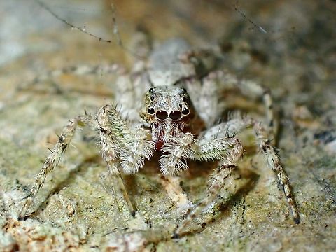 Jumping Spider - Phaeacius malayensis  Anilao,Batangas,Jumping Spider,Phaeacius malayensis,Philippines,Spider