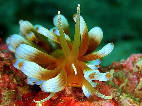 Nudibranch - Phyllodesmium kabiranum  Anilao,Batangas,Nudibranch,Philippines,Phyllodesmium kabiranum