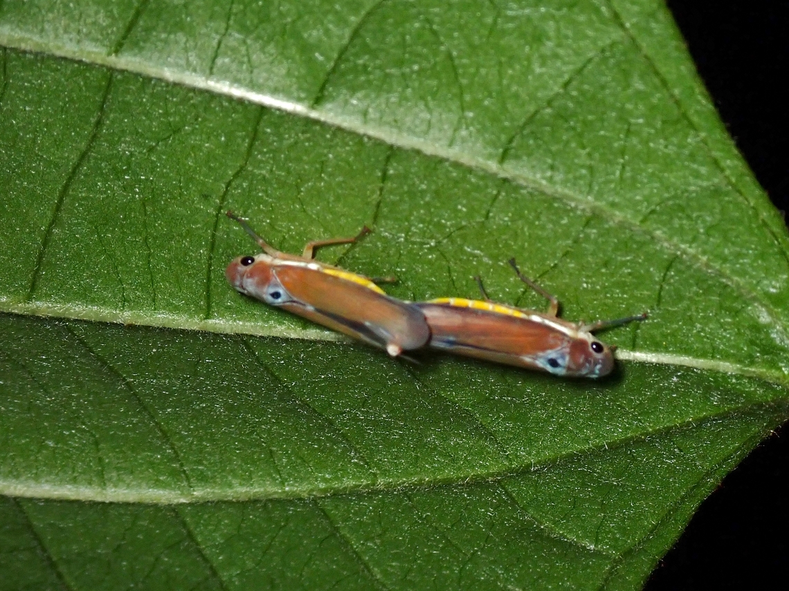 Mating Sharpshooter  Anilao,Batangas,Philippines,Sharpshooter,Sochinsogonia capcoi