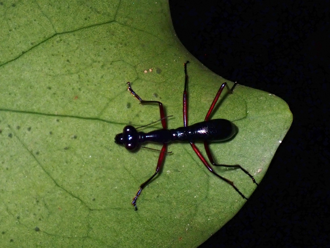 Tiger Beetle - Tricondyla aptera  Anilao,Batangas,Beetle,Philippines,Tiger Beetle,Tricondyla aptera