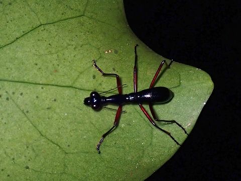 Tiger Beetle - Tricondyla aptera  Anilao,Batangas,Beetle,Philippines,Tiger Beetle,Tricondyla aptera