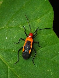 Red Bug - Dysdercus poecilus  Anilao,Batangas,Dysdercus poecilus,Philippines,Red Bug