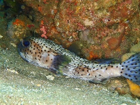 Spotted Porcupinefish - Diodon hystrix         Anilao,Batangas,Diodon hystrix,Fish,Philippines,Porcupinefish,Spotted Porcupinefish
