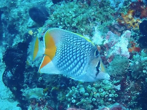 Crosshatch Butterflyfish - Chaetodon xanthurus  Anilao,Batangas,Butterflyfish,Chaetodon xanthurus,Crosshatch Butterflyfish,Fish,Philippines