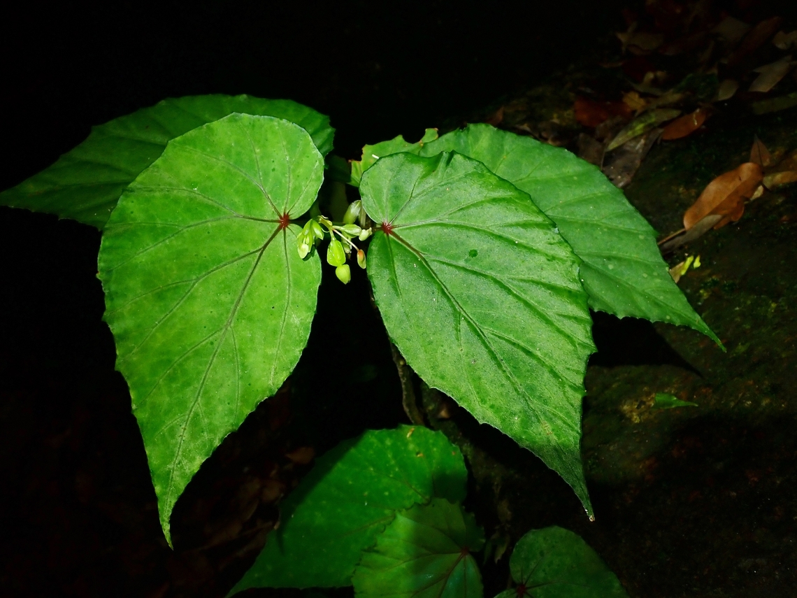 Begonia holttumii  Begonia holttumii,Flowers,Malaysia,Penang,Plant