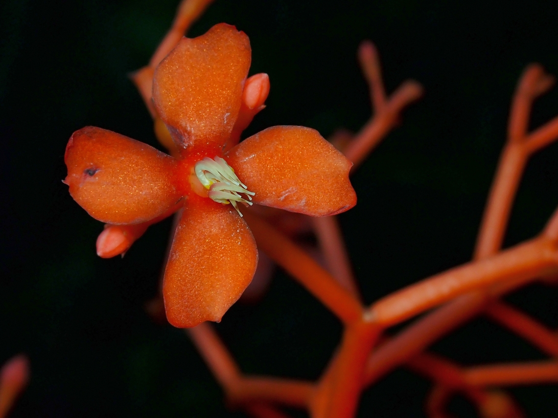 Gout Stalk - Jatropha podagrica  Flower,Gout Stalk,Jatropha podagrica,Malaysia,Pahang,Plant