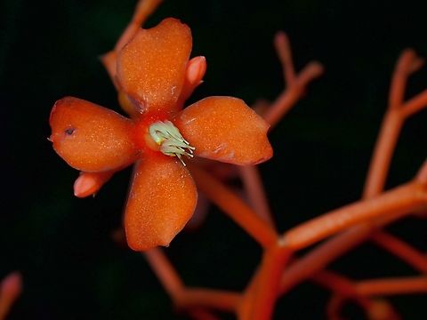 Gout Stalk - Jatropha podagrica  Flower,Gout Stalk,Jatropha podagrica,Malaysia,Pahang,Plant