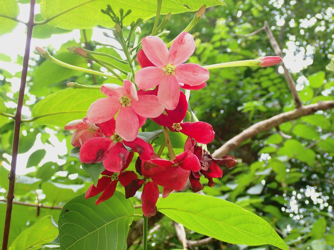 Rangoon Creeper - Combretum indicum  Combretum indicum,Flower,Malaysia,Plant,Rangoon Creeper,Selangor