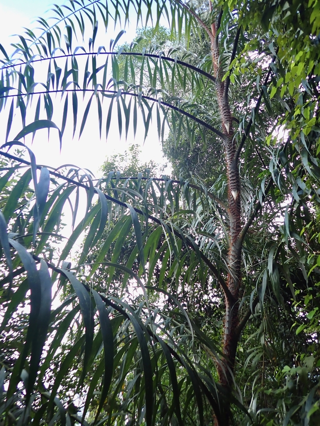 Palm - Plectocomia elongata  Malaysia,Palm,Penang,Plant,Plectocomia elongata